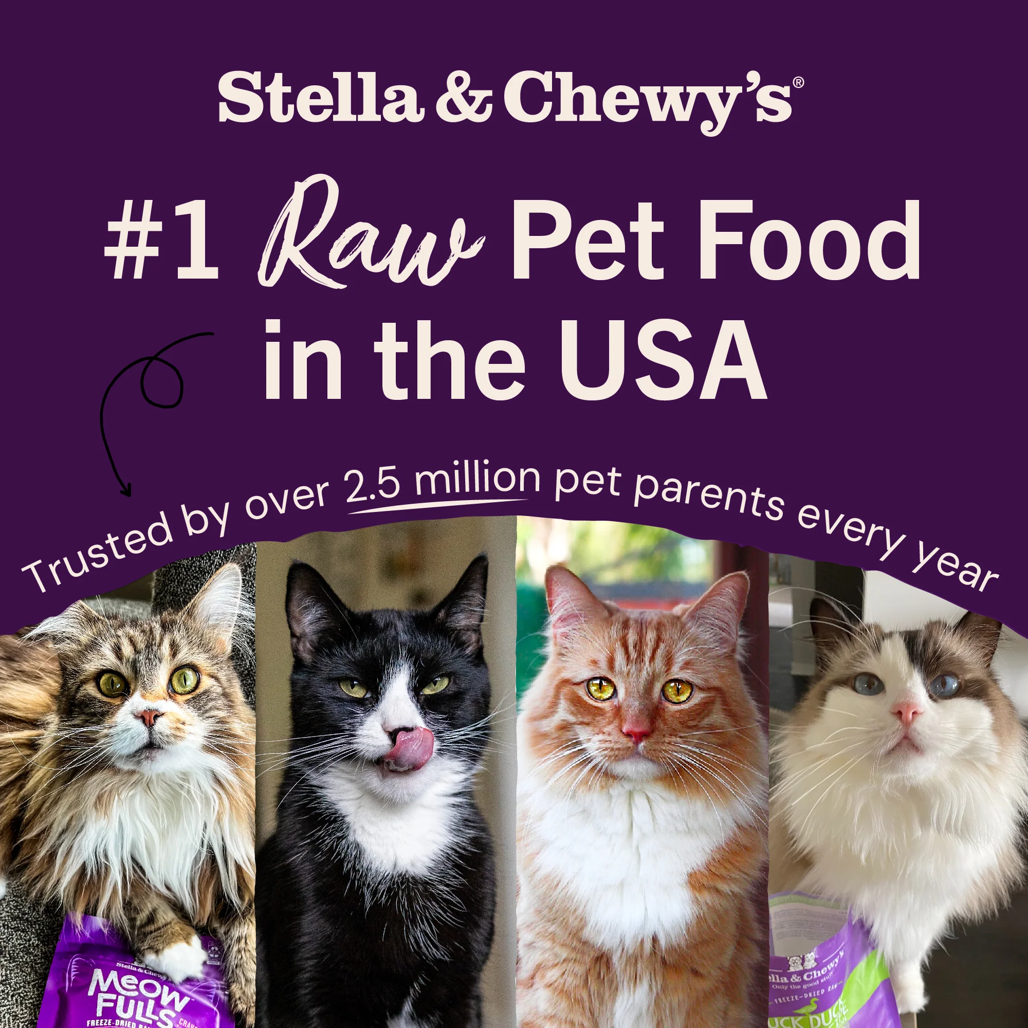 Chick, Chick Chicken Freeze-Dried Raw Dinner Morsels for Cats - Image 9