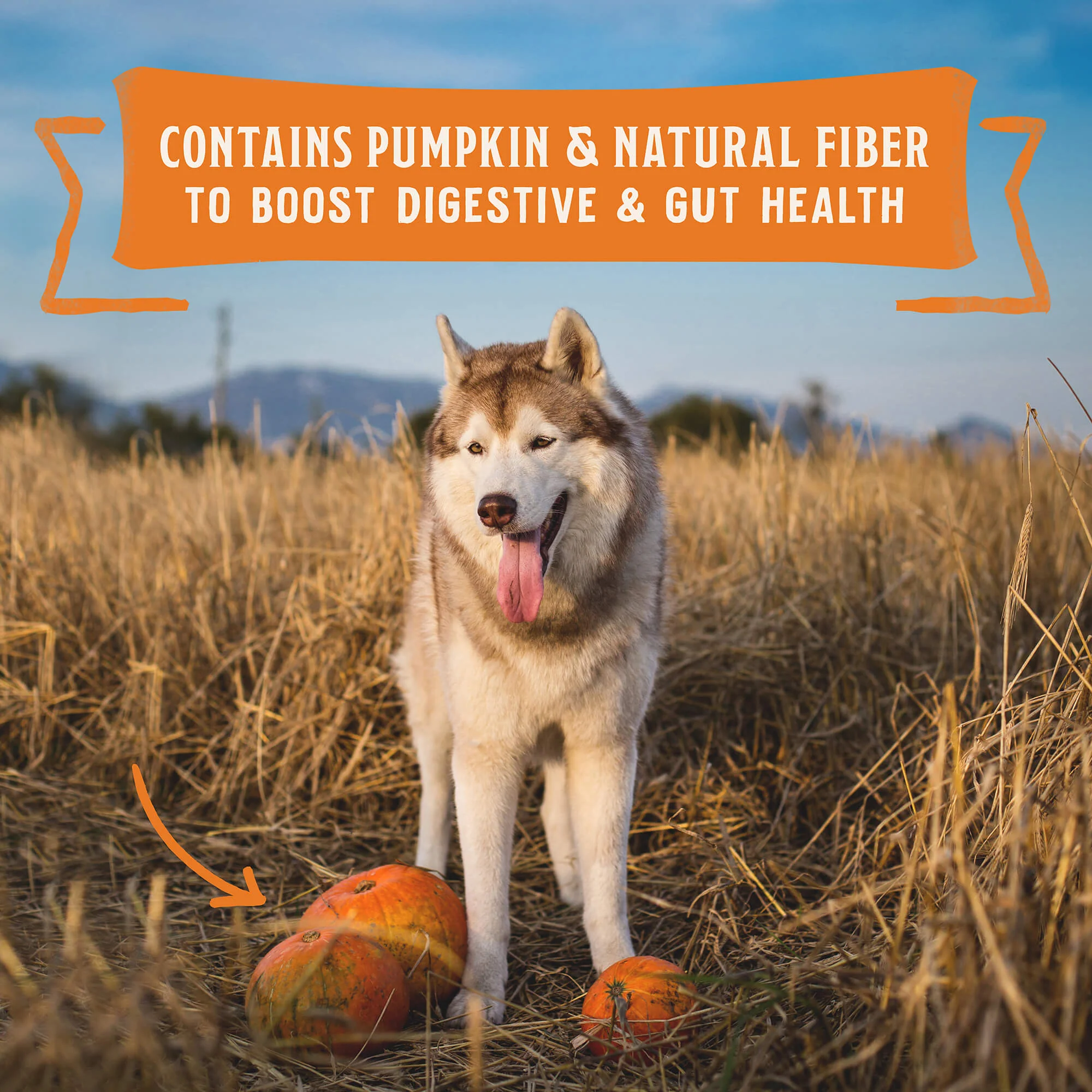 Wild Red Chicken & Beef Stew for Dogs - Image 6
